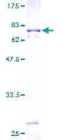 Human LILRA2 / CD85h / ILT1 Protein (Recombinant GST)