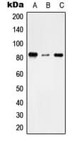TMC7 Antibody (C-Terminus)