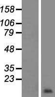 ROMO1 Protein (Over-Expression Lysate Myc-DDK (Flag))
