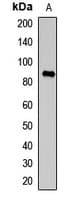 ABCB2 / TAP1 Antibody