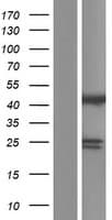 ST13 Protein (Over-Expression Lysate Myc-DDK (Flag))