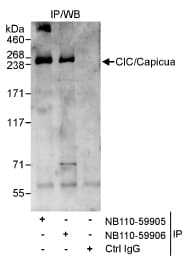 Capicua / CIC Antibody (aa1150-1200, Biotin)