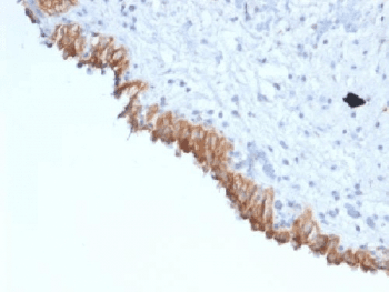 Monoclonal Mouse anti-Human MAML2 Antibody (clone MAML2/1302, Azide-free,BSA-free, IHC, IF, WB)