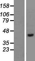 VPS36 Protein (Over-Expression Lysate Myc-DDK (Flag))