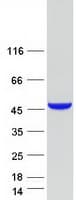 Human ADH7 Protein (Recombinant Myc-DDK (Flag))