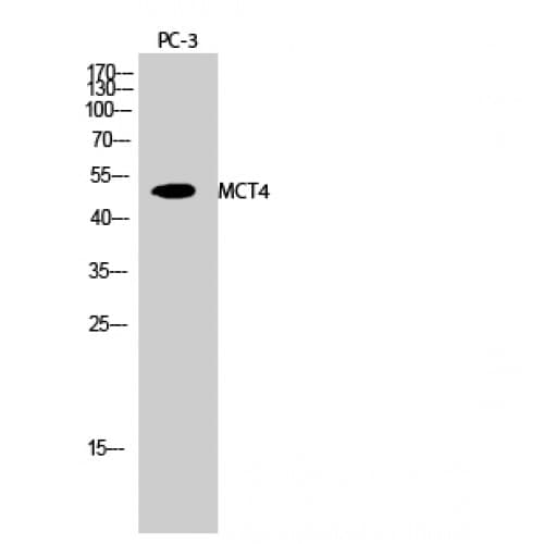 Polyclonal Rabbit anti-Human SLC16A3 Antibody (210-290 aa, Internal, WB)