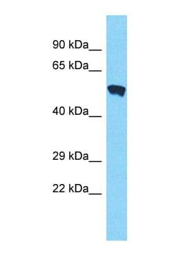 PMPCA Antibody (C-Terminus)