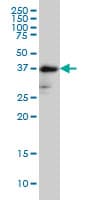 FUT2 / SE Antibody (clone 4C12)