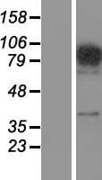 Human FAM48A / P38IP Protein (Over-Expression Lysate Myc-DDK (Flag))