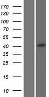CXCR5 Protein (Over-Expression Lysate Myc-DDK (Flag))
