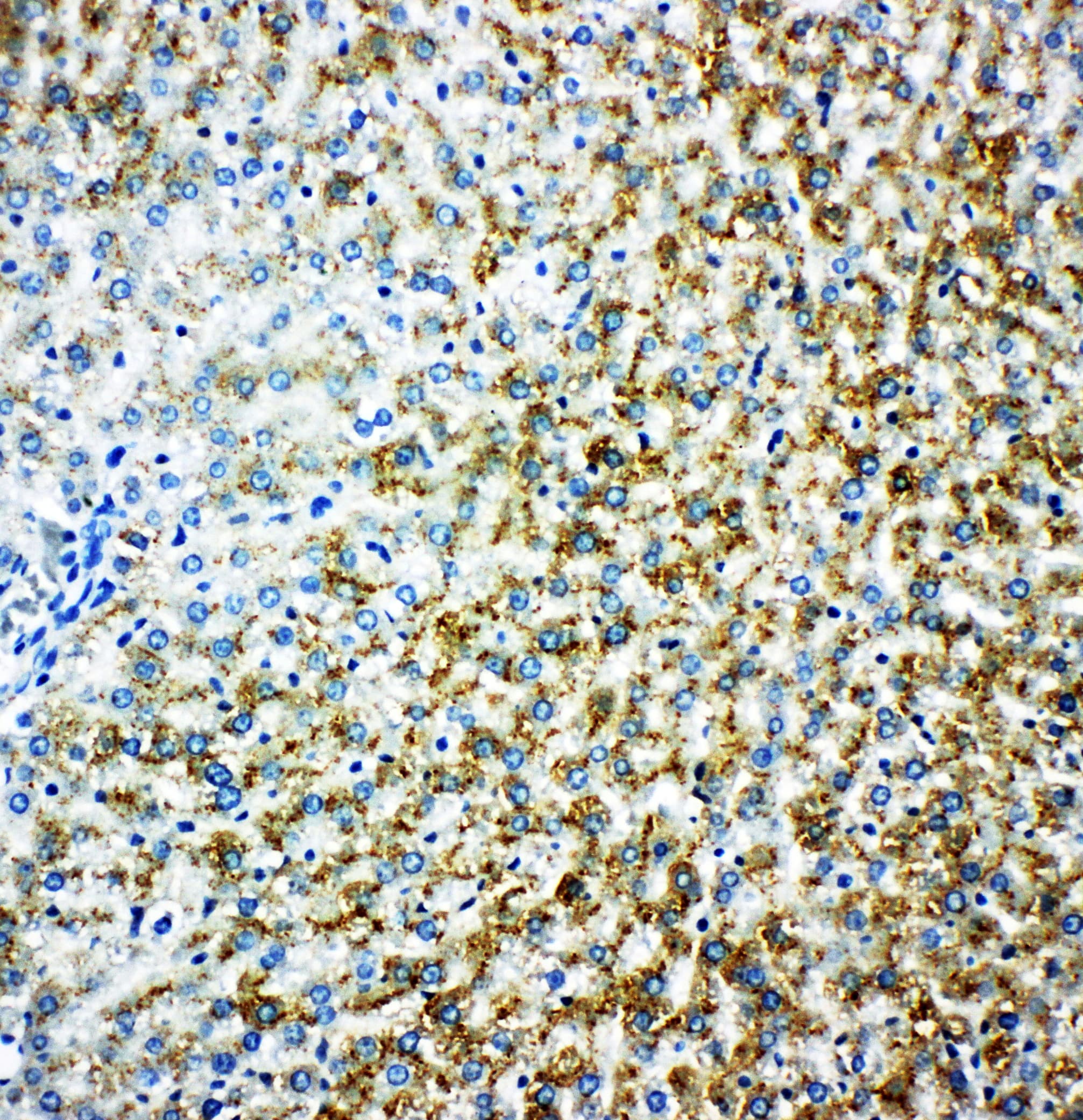 MAOB / Monoamine Oxidase B Antibody (aa42-56)
