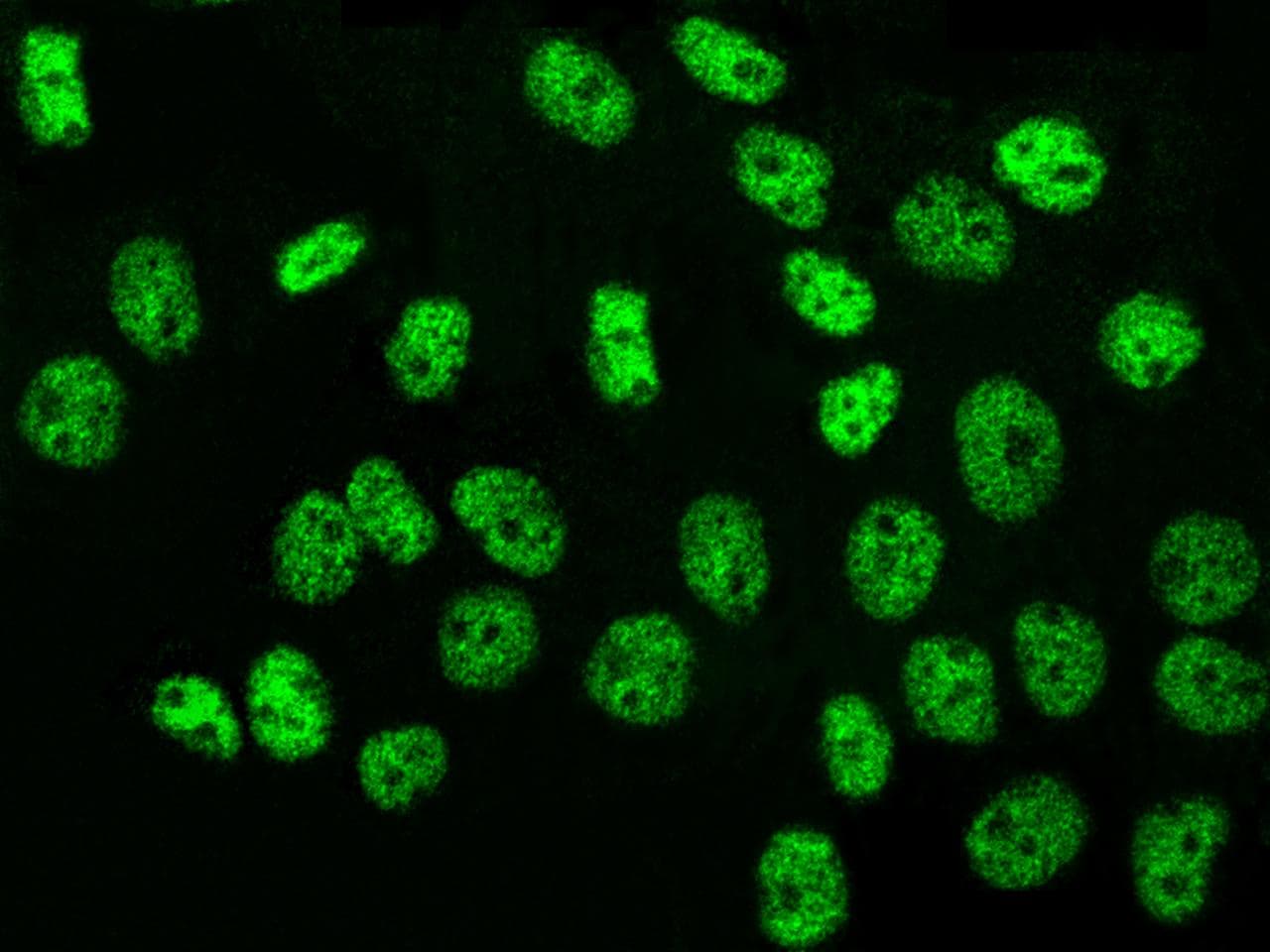 Polyclonal Rabbit anti-Human NR2C2 / TAK1 Antibody (Preservative Free, IHC, IF)
