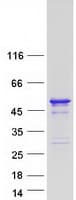 Human DNTNP / FAM53A Protein (Recombinant Myc-DDK (Flag))
