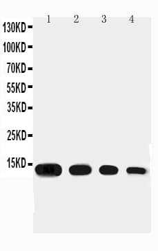 CCL11 / Eotaxin Antibody (aa73-93)