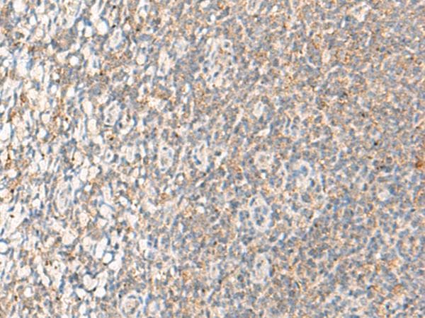 RMA1 / RNF5 Antibody