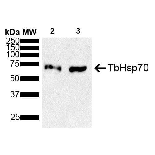 HSPA8 / HSC70 Antibody (APC)