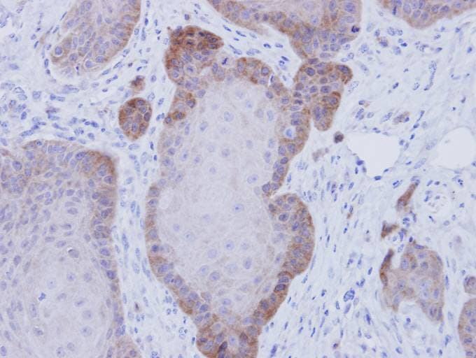 FKBP4 / FKBP52 Antibody (aa1-207)