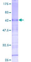 Human OSER1 / C20orf111 Protein (Recombinant GST)