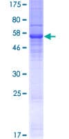 Human TMEM71 Protein (Recombinant GST)