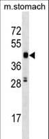 PCTK3 / CDK18 Antibody (aa422-449)