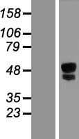 KIAA1754L / ITPRIPL1 Protein (Over-Expression Lysate Myc-DDK (Flag))
