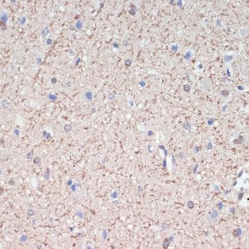 MAG Antibody