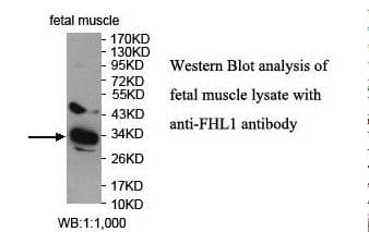 SLIM / FHL1 Antibody (aa18-261)
