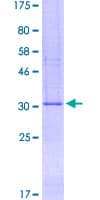 Human TMEM258 / C11orf10 Protein (Recombinant GST)