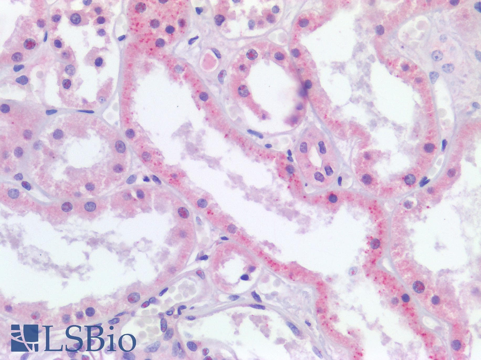 PathPlus™ TJP1 / ZO-1 Antibody (aa935-984)