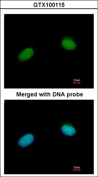 XRCC3 Antibody (aa202-346)