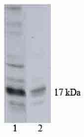 Histone H3 Antibody (clone 865R2)
