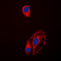 Polyclonal Rabbit anti-Human HSP90AB1 / HSP90 Alpha B1 Antibody (phospho-Ser254, IHC, IF, WB)