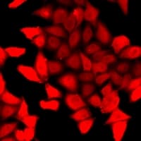 PSMA3 Antibody