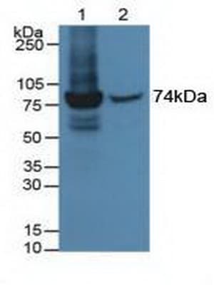 MX1 / MX Antibody (aa68-303, FITC)