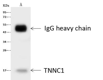 TNNC1 / Cardiac Troponin C Antibody (Preservative Free)
