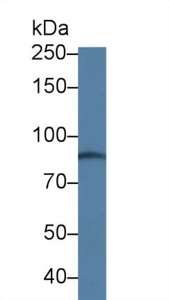 ABCC4 / MRP4 Antibody (aa1041-1274)