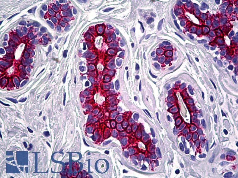 PathPlus™ Monoclonal Mouse anti-Human KRT7 / CK7 / Cytokeratin 7 Antibody (clone OVTL12/30, Concentrated, IHC)