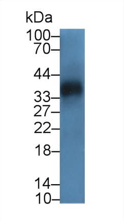 UCHL5 / UCH37 Antibody (aa2-316)