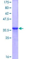 Human CXCR4 Protein (Recombinant GST, N-terminus)