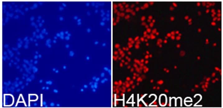 Histone H4 Antibody (Di-Methyl-Lys20)