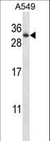 RAB11A Antibody (aa88-116)