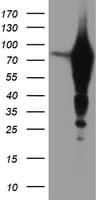 EPN2 Antibody (clone OTI1G3, Carrier-free)