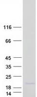 Human LOC728392 Protein (Recombinant Myc-DDK (Flag))