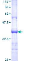 Human IGSF10 Protein (Recombinant GST, N-terminus)