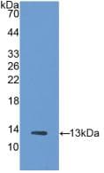 TXN / Thioredoxin / TRX Antibody (aa1-105)