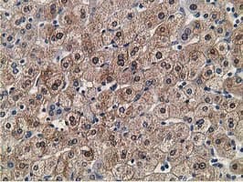 FLYWCH2 Antibody (clone OTI3G3, Carrier-free)