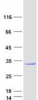 Human RAB3C Protein (Recombinant Myc-DDK (Flag))