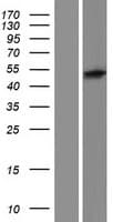 PTPN20 Protein (Over-Expression Lysate Myc-DDK (Flag))
