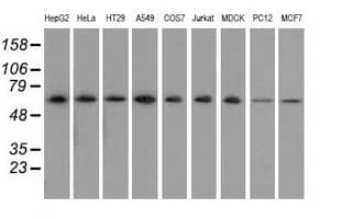 SNX9 / WISP Antibody (clone OTI1B5)