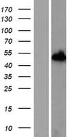 NXN Protein (Over-Expression Lysate Myc-DDK (Flag))